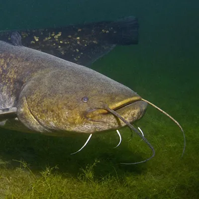 Временный запрет на вылов рыбы некоторых видов в Беларуси