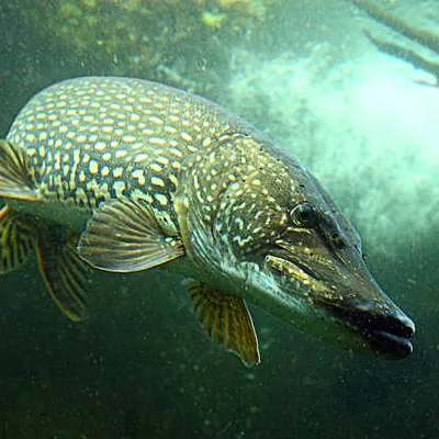 Запрет на ловлю щуки вступил в силу